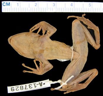 Media type: image; Herpetology A-137829